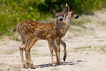 Young black-tailed deer (fawns) seen in the wild in North California
