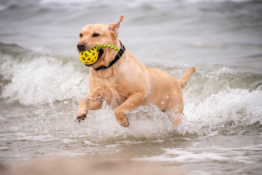 Labrador retriver aportuje zabawkę z morza