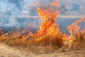 California Wildfire Burning Grass and Trees