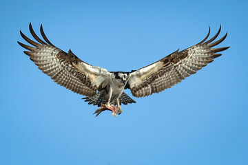 osprey in flight