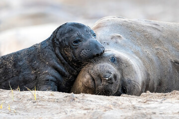 Elephant Seal Mom and Baby