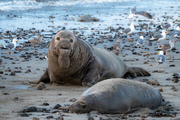 Elephant Seals on Beach in Santa Cruz