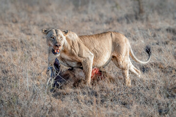 Fototapeta na wymiar Female lion eating a cape buffalo after a hunt