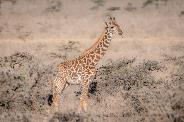 Giraffe in Kenya