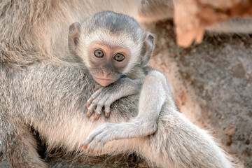 Baby Monkey Hugging Mom