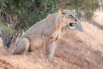 Female Lion Sitting and Resting