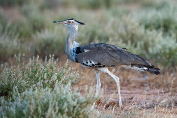 Kori Bustard