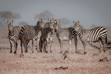 Fototapeta na wymiar Zebra in Masai Mara National Park, Kenya