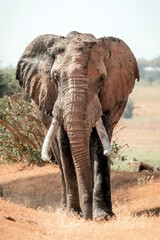 Fototapeta na wymiar Large Tusker Elephant in Tsavo National Park, Kenua