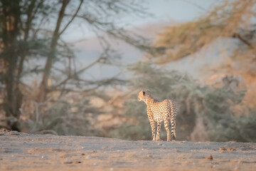 Cheetah walking across the dry mara in Amboseli National Park, Kenya