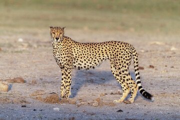 Fototapeta na wymiar Cheetah In Amboseli National Park, Kenya