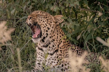 Kenyan Leopard While on Safari