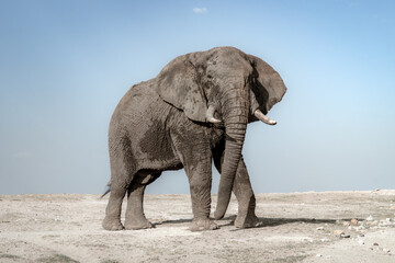 Fototapeta na wymiar Large Tusker Elephant in Tsavo National Park, Kenua