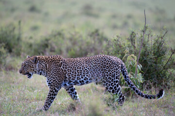 Kenyan Leopard While on Safari