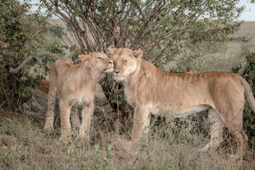 Lions Snuggling Loving Each Other