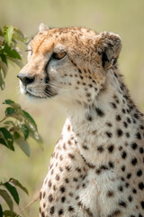 Cheetah Looking for Food in Kenya Masai Mara National Park