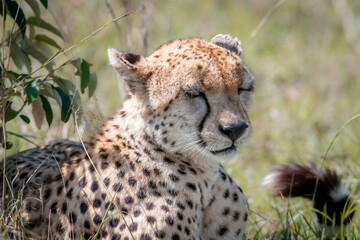 Cheetah Looking for Food in Kenya Masai Mara National Park
