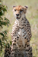 Cheetah Looking for Food in Kenya Masai Mara National Park