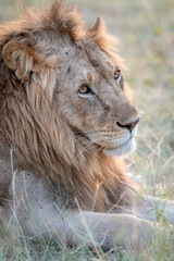 Obraz premium portrait of a lion