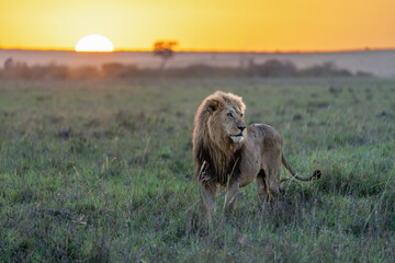 majestic male lion in the grass at sunrise