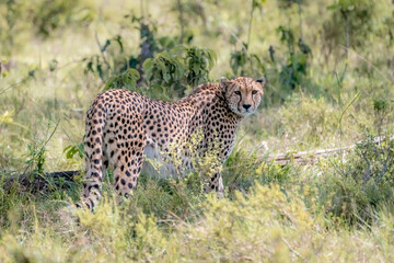 Fototapeta na wymiar Cheetah walking in grass in Masai Mara National Park, Kenya