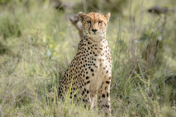 Cheetah walking in grass in Masai Mara National Park, Kenya