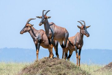 three topi antelope in the wild on a hill
