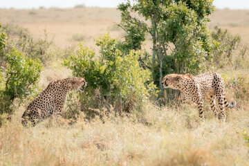 two cheetah in the savannah about to mate
