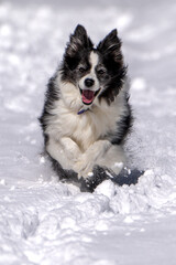 Border Collie Running in the Snow