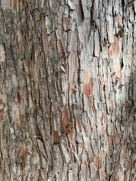 bark of a tree