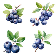 Set of blueberry berries in white background with watercolor style illustration.