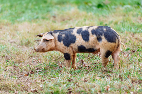A young brown and black pig alone in a grassy field