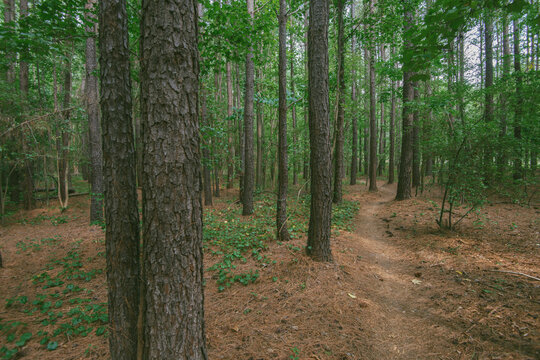 rays of sun shine gently along a path through a young forest