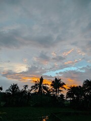 trees at sunset