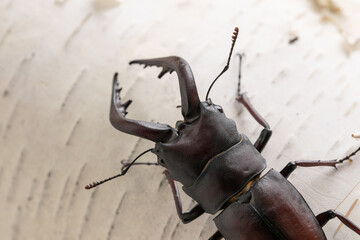 白樺とクワガタ　stag beetle