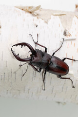 白樺とクワガタ　stag beetle