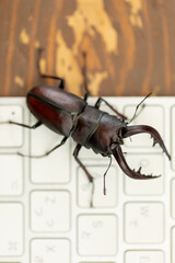 キーボードとクワガタ　stag beetle