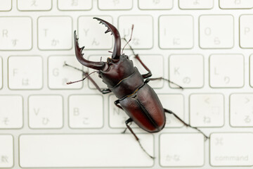 キーボードとクワガタ　stag beetle