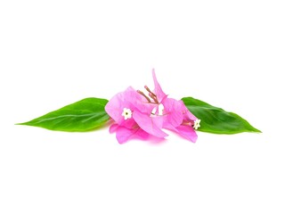 Pink bougainvillea placed in the center, brightly colored, isolated on a white background.