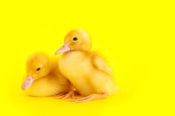 Cute ducklings on yellow background