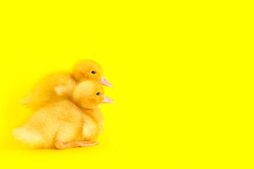 Cute ducklings on yellow background