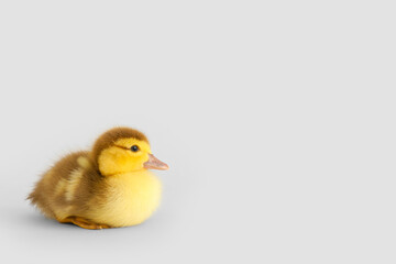 Cute duckling on grey background