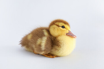 Cute duckling on grey background