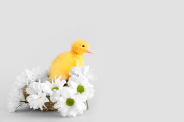 Cute duckling in nest and chamomile flowers on grey background