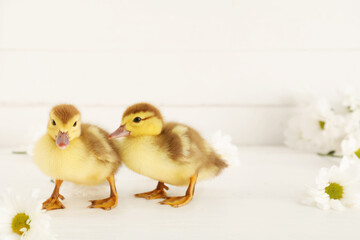 Cute ducklings and chamomile flowers on white wooden background
