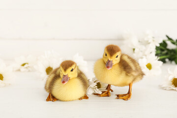 Cute ducklings and chamomile flowers on white wooden background