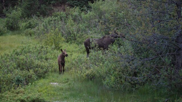 Moose Mother and Young Calf Running Away in Green Meadow, Wild Moose Starting to Run, Colorado Wildlife Near Eldorado Ski Resort