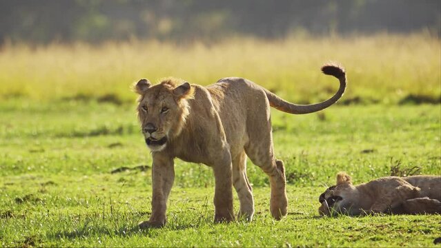 Two Lions Playing, Playful Lion Pride Play Fighting Rolling Around on the Ground on African Wildlife Safari, Subadult lioness and young male siblings on luscious green grass in Maasai Mara, Kenya
