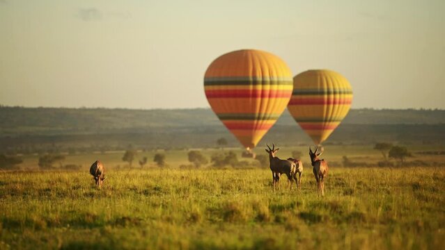 Hot Air Balloon Flight Ride in Masai Mara Africa, Flying Over Wildlife and Safari Animals, Topi on the Savanna and Plains at Sunrise, Unique Amazing Travel Experience Ballooning in Kenya, Maasai Mara