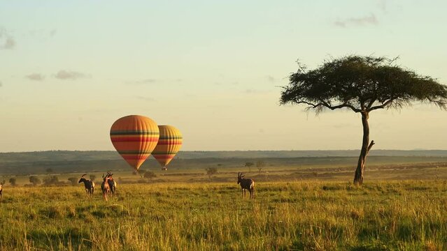 Hot air balloon ride flight flying over African wildlife at sunset, Adventure holiday vacation in Maasai Mara National Reserve, Kenya, Africa Safari Animals in Masai Mara North Conservancy